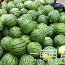 平均单个重15斤以上甜王西瓜批发采购指南