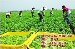 宏鸿农产品集团 专业工厂蔬菜配送，保障健康餐桌