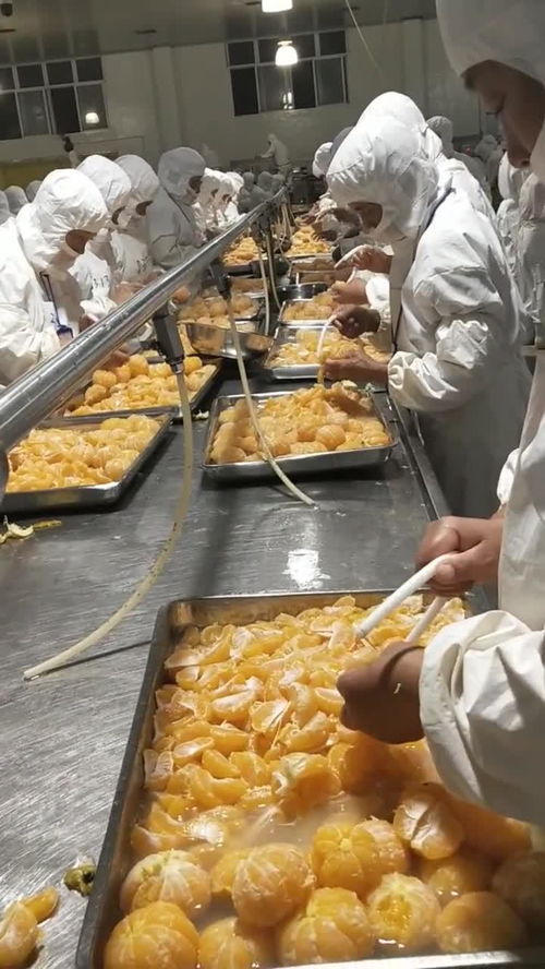 丰岛食品厂桔子分拣车间的精细化管理与农产品加工升级